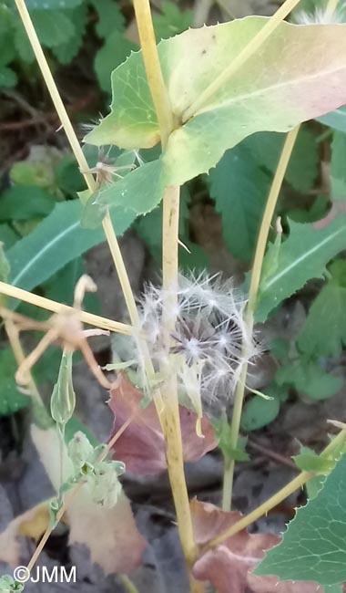 Lactuca virosa