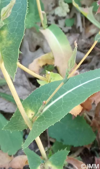 Lactuca virosa