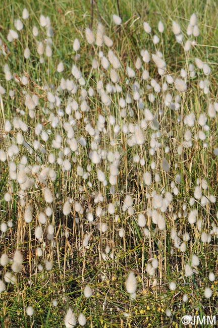 Lagurus ovatus