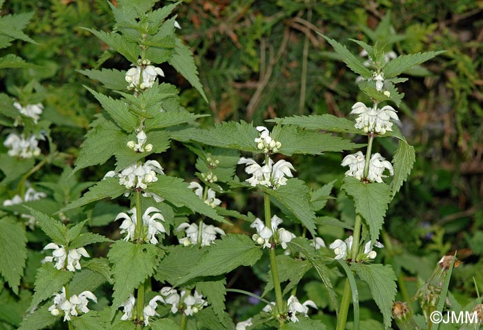 Lamium album