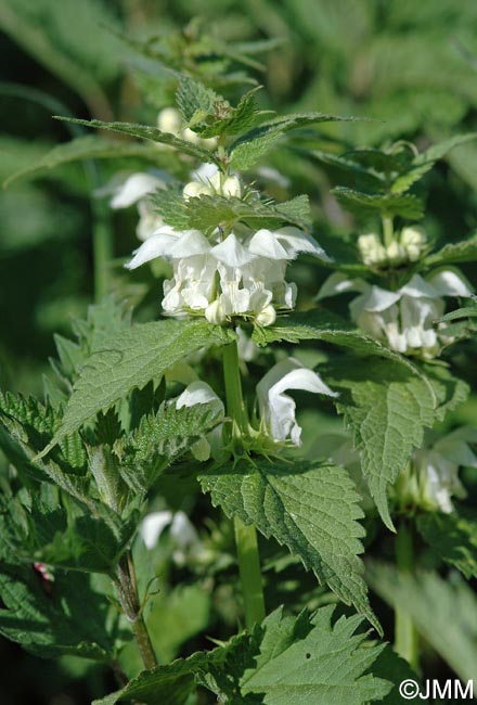 Lamium album