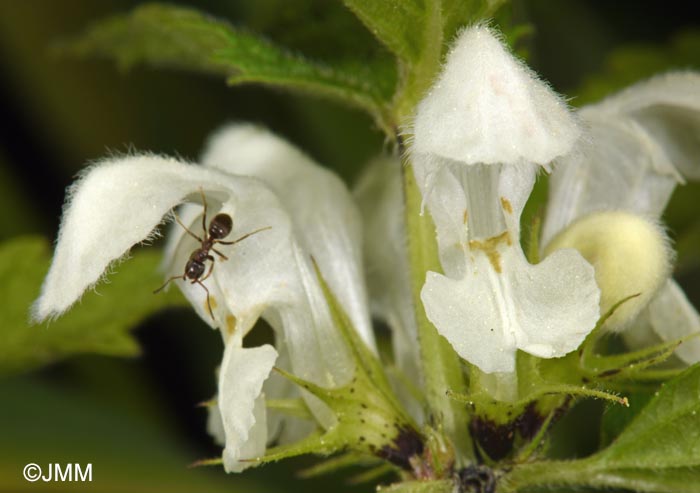 Lamium album