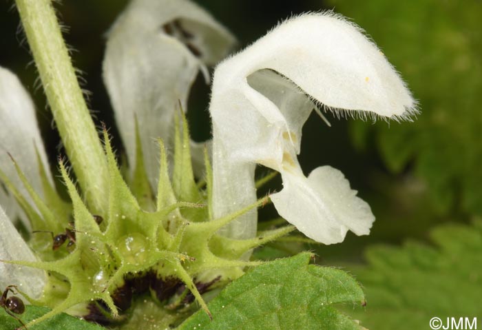 Lamium album