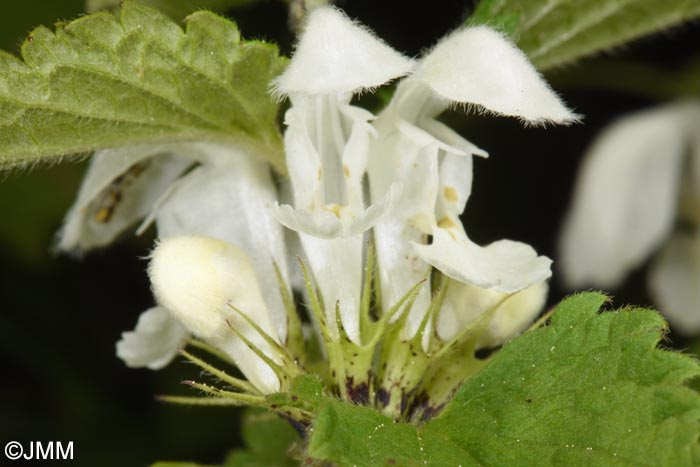 Lamium album
