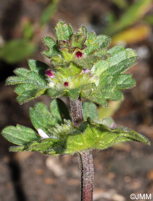 Lamium amplexicaule