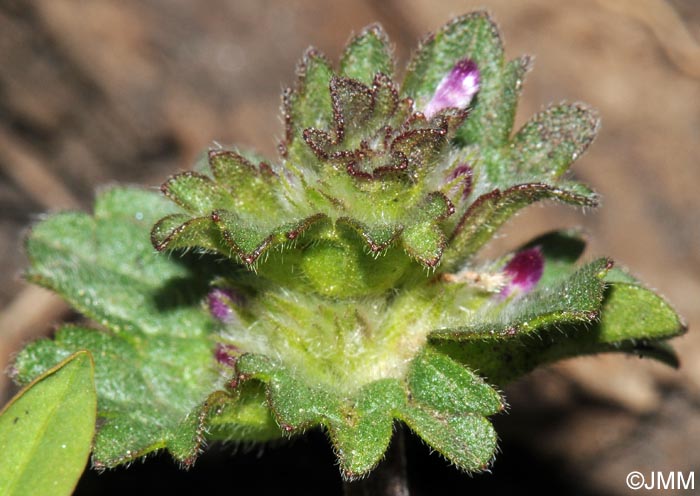 Lamium amplexicaule