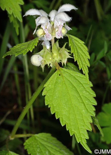 Lamium flexuosum