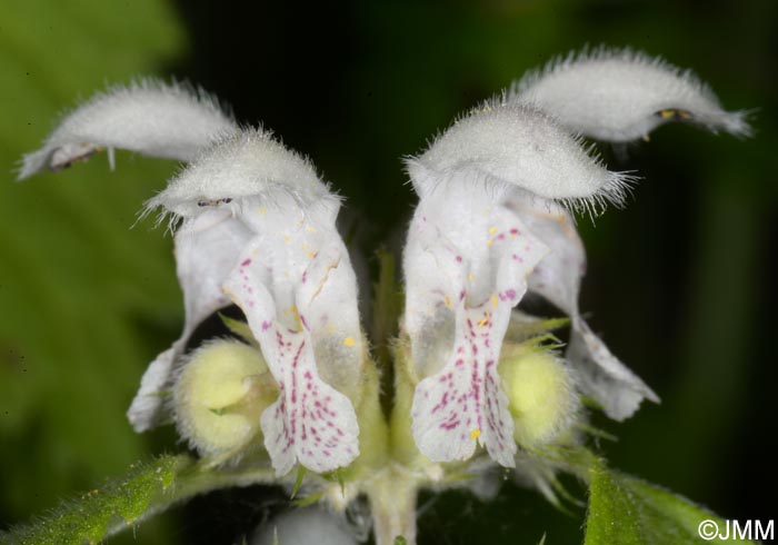 Lamium flexuosum