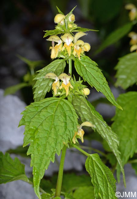 Lamium galeobdolon subsp. flavidum