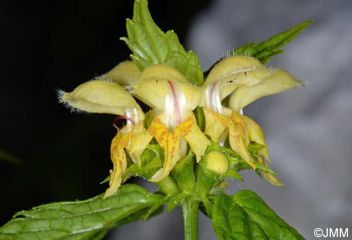 Lamium galeobdolon subsp. flavidum