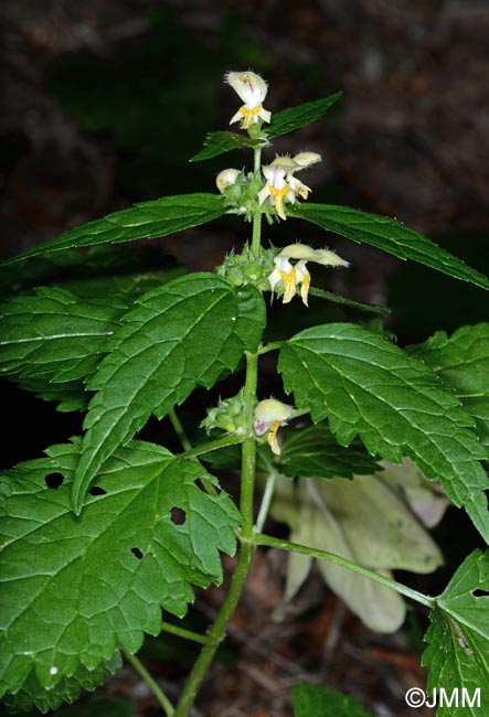 Lamium galeobdolon subsp. flavidum