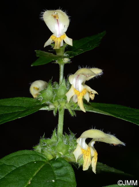 Lamium galeobdolon subsp. flavidum