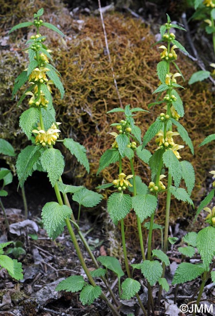 Lamium galeobdolon subsp. montanum