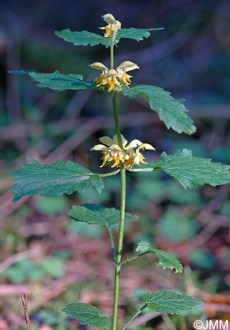 Lamium galeobdolon subsp. montanum