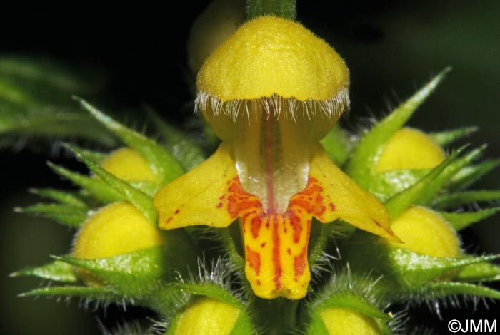 Lamium galeobdolon subsp. montanum