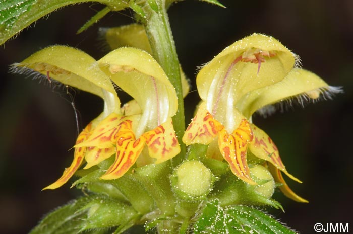 Lamium galeobdolon subsp. montanum