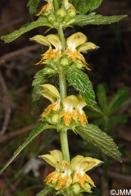 Lamium galeobdolon subsp. montanum