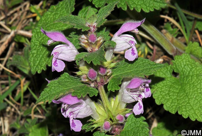 Lamium garganicum subsp. garganicum