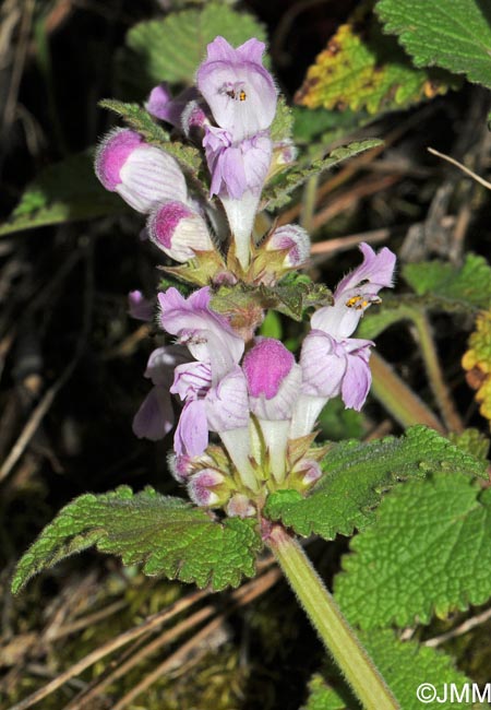 Lamium garganicum subsp. garganicum