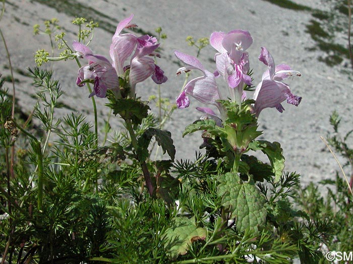 Lamium garganicum subsp. garganicum