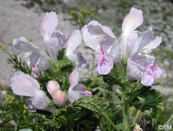 Lamium garganicum subsp. garganicum