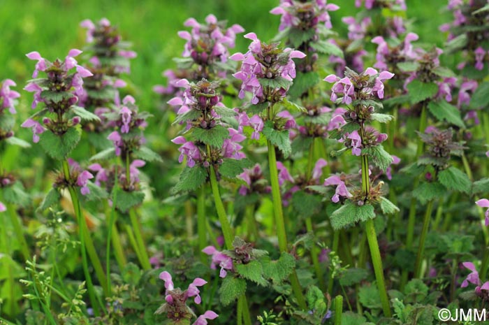 Lamium maculatum