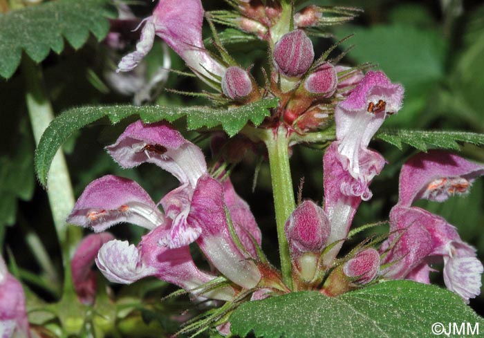 Lamium maculatum