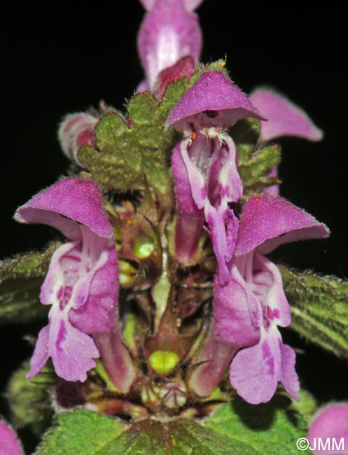 Lamium maculatum