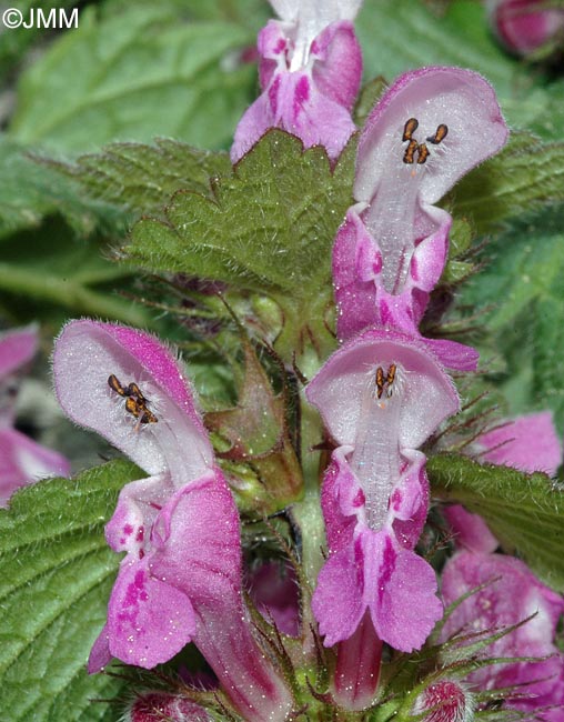 Lamium maculatum