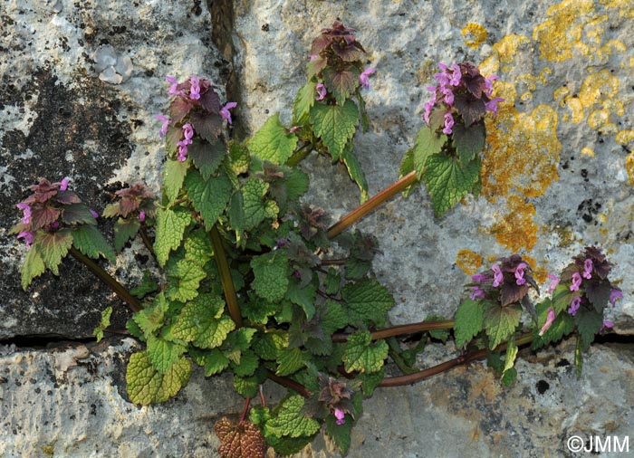 Lamium purpureum