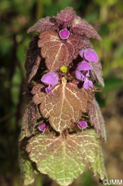 Lamium purpureum