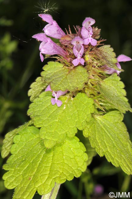 Lamium purpureum