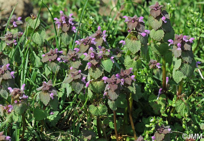 Lamium purpureum