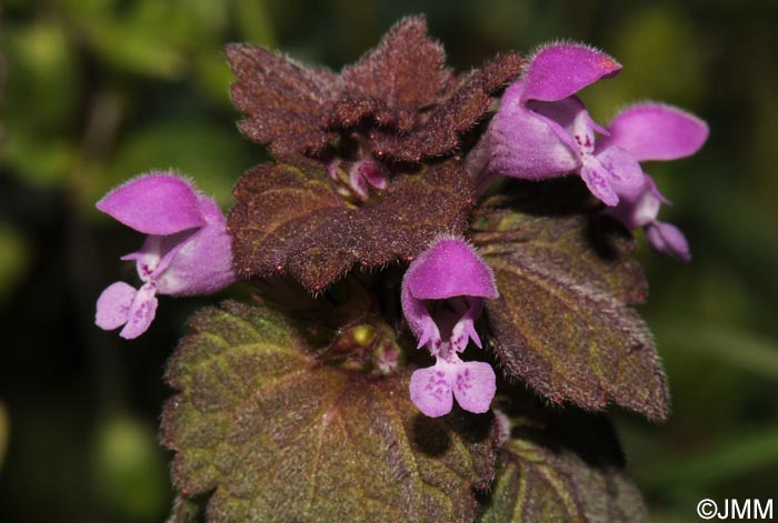 Lamium purpureum