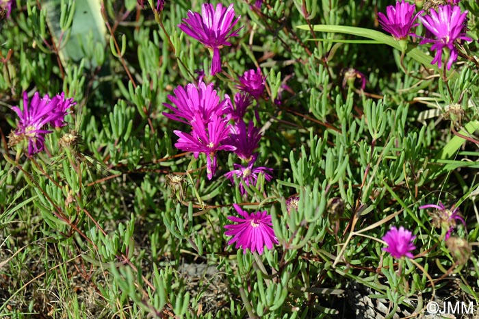 Lampranthus roseus