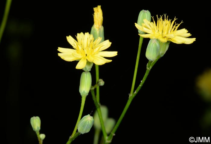 Lapsana communis