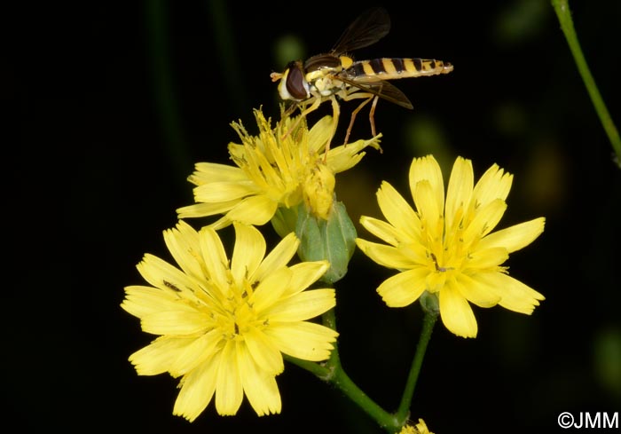 Lapsana communis