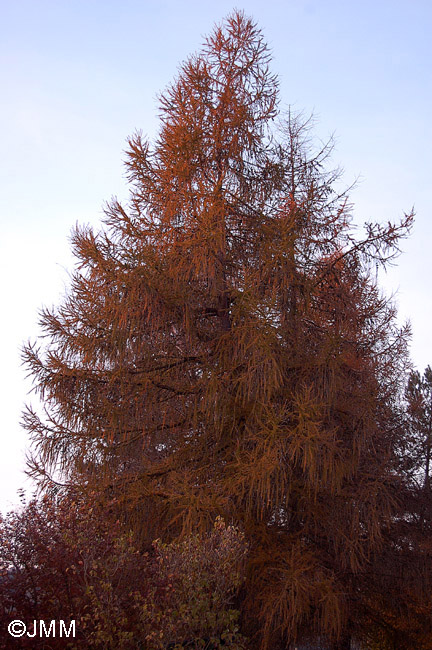 Larix decidua