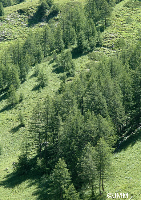 Larix decidua