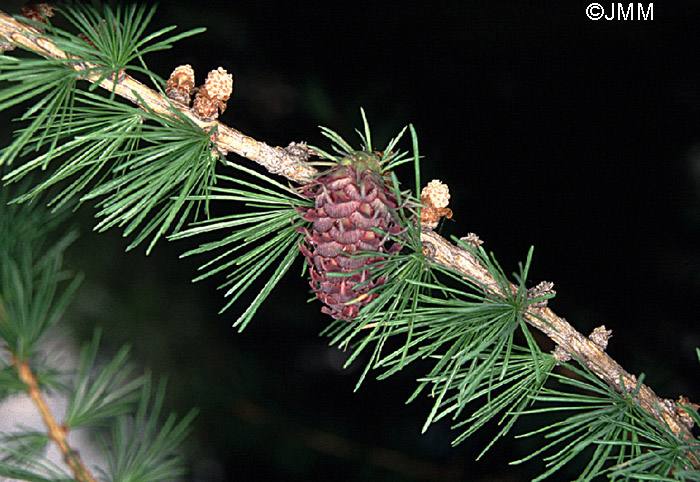 Larix decidua