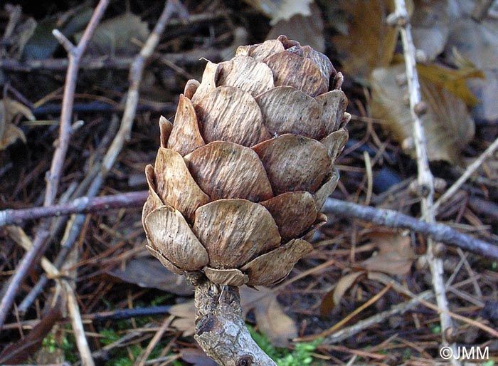 Larix decidua