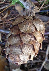 Strobile de Larix decidua