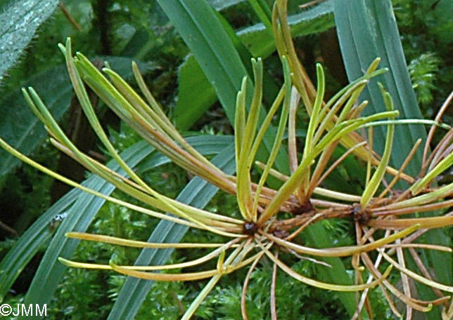 Larix kaempferi