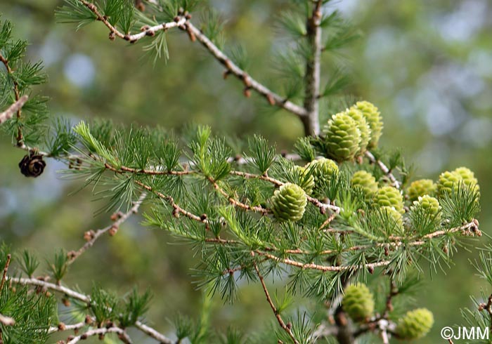 Larix kaempferi