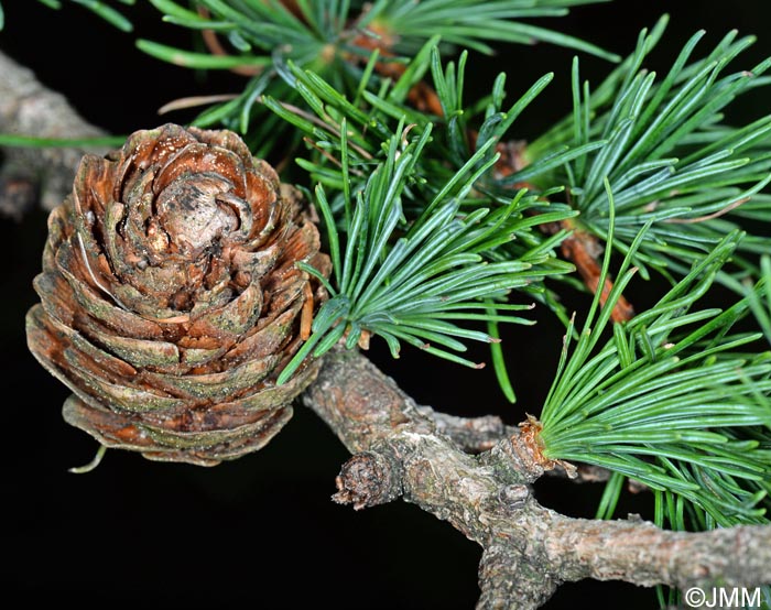 Larix kaempferi