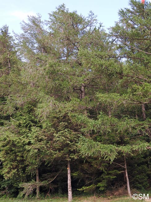 Larix kaempferi