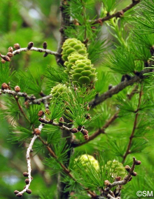 Larix kaempferi