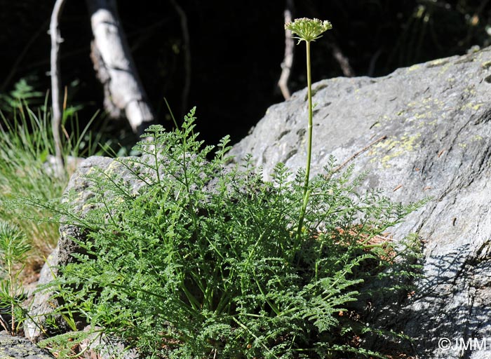 Laserpitium halleri