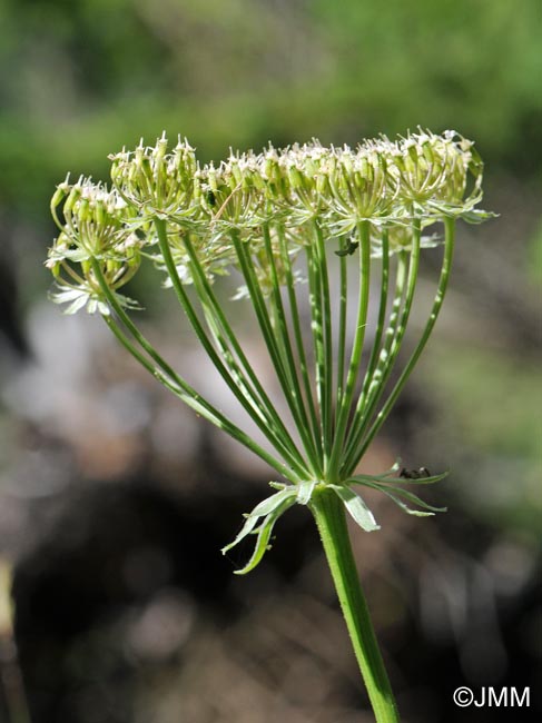 Laserpitium halleri