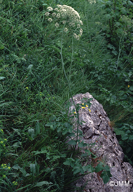 Laserpitium latifolium